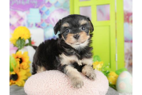 販売中の千葉県のミックス犬-388335の4枚目
